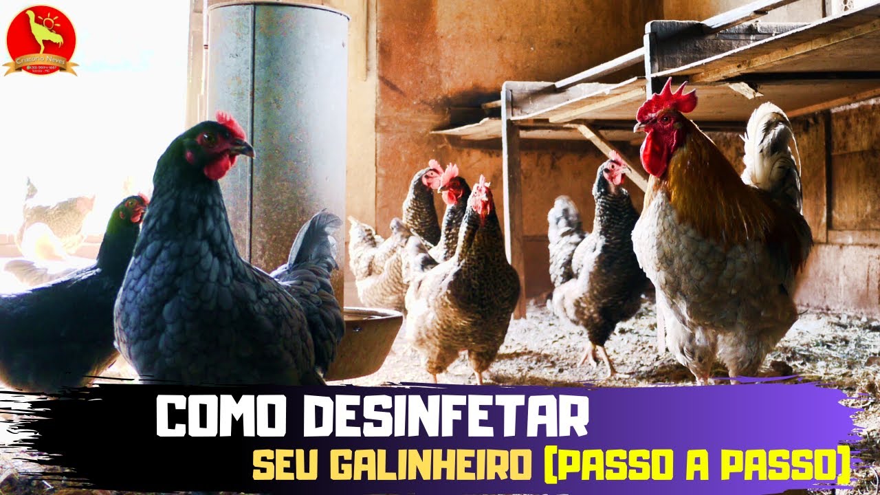 Aula 6 - 🐥Como fazer desinfecção no GALINHEIRO (eliminar piolhos)