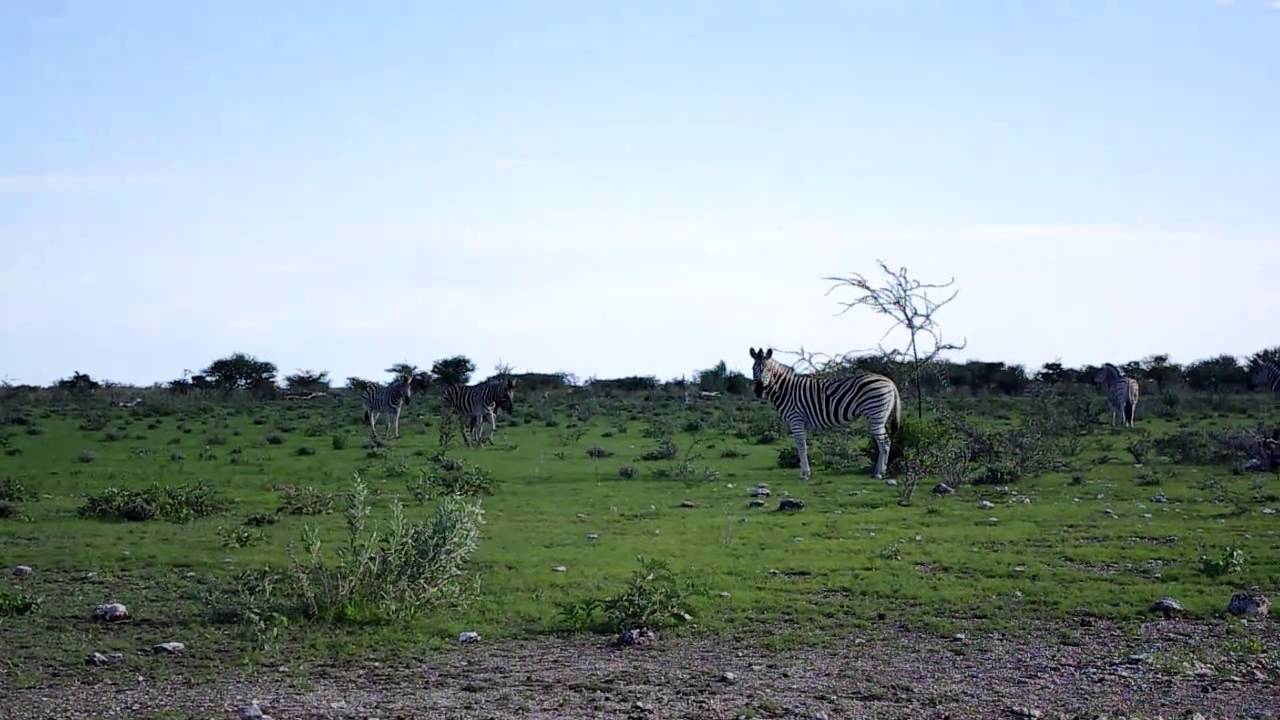 Zebras walk