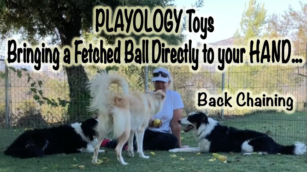 Bringing a Fetched Ball to your hand: Playology toys - Dog Training
