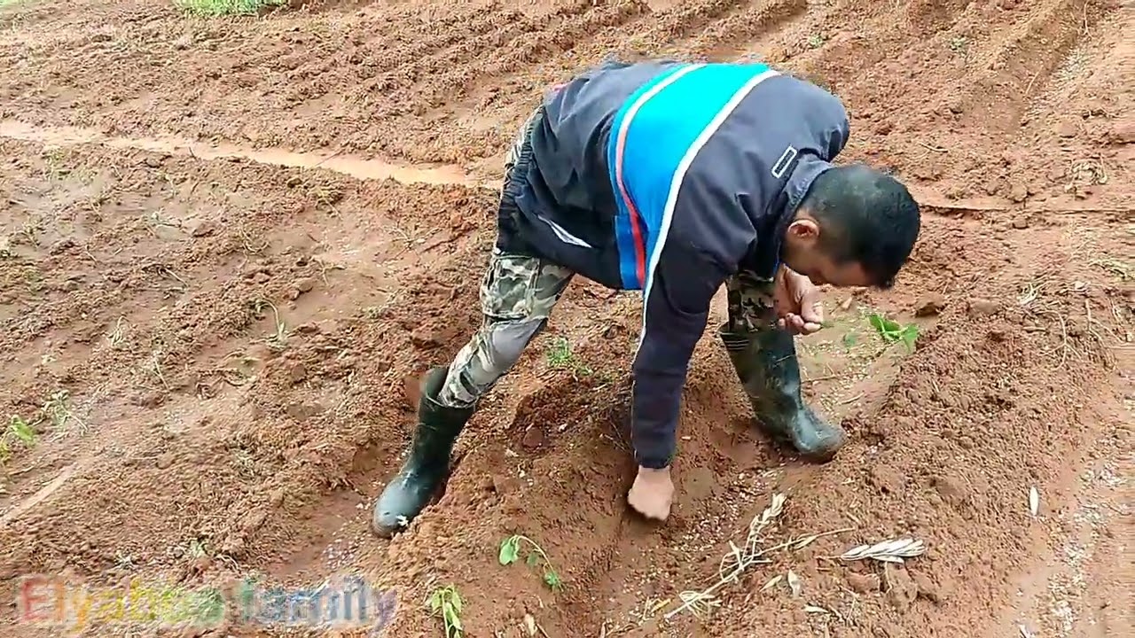 هكدا تتم زراعة الفلفل الحار الأحمر في المغرب