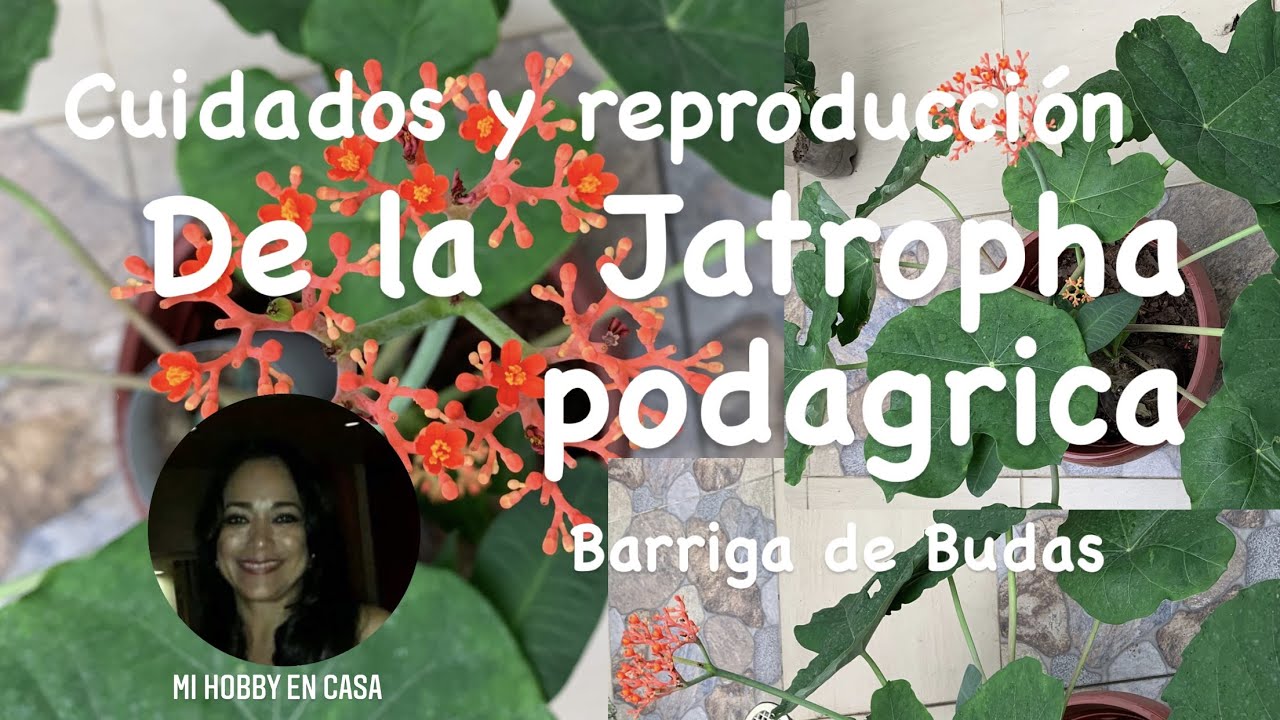 Cuidados y Reproducción de la Jatropha podagrica//barriga de buda//capa del rey//tártago