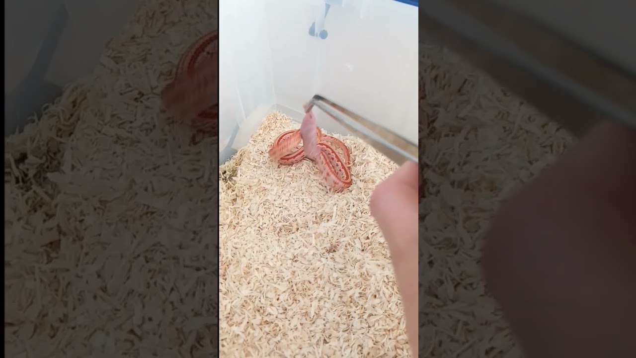 corn snake feeding