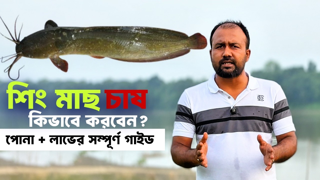 শিং মাছ চাষের সম্পূর্ণ গাইড ২০২৬ | পোনা সংগ্রহ, খাবার, লাভ ও বাজারজাতকরণ