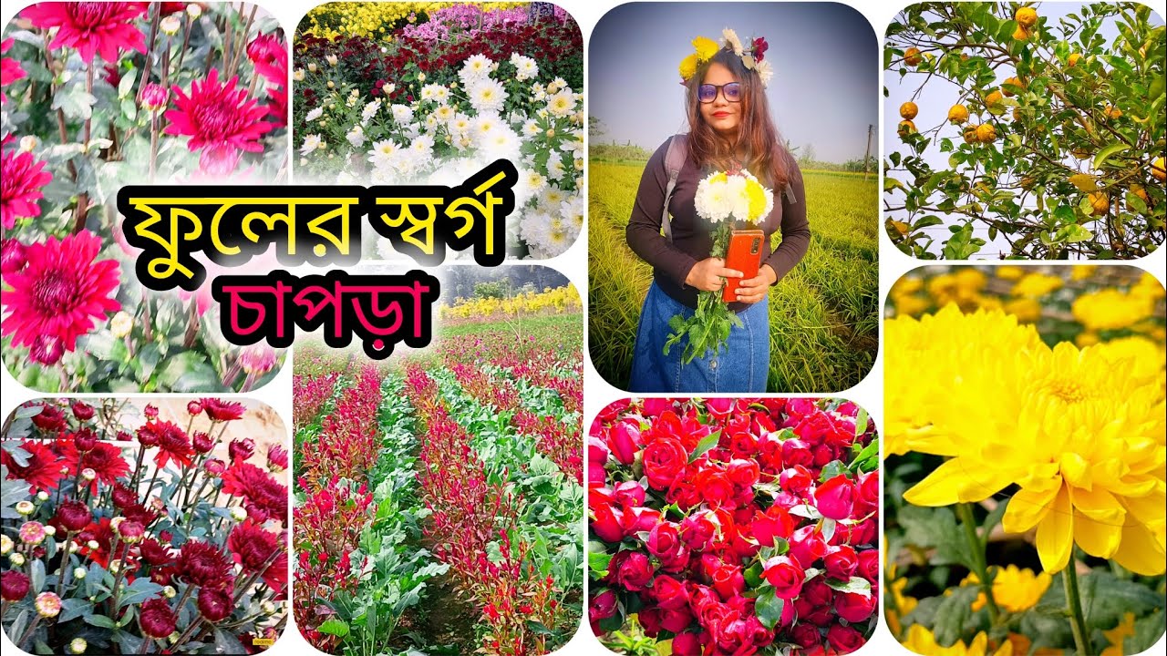 ফুলের স্বর্গ রাজ্য, রানাঘাটের চাপড়া🏵️//#youtube#minivlog#trending#travel #flowers#subscribe
