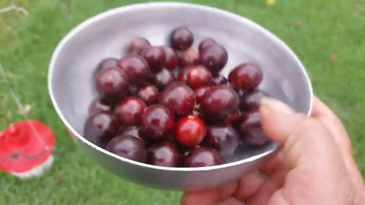 Um tour mostrando as novidades da minha florestinha,frutas e +;(Construindo a chácara do zero).