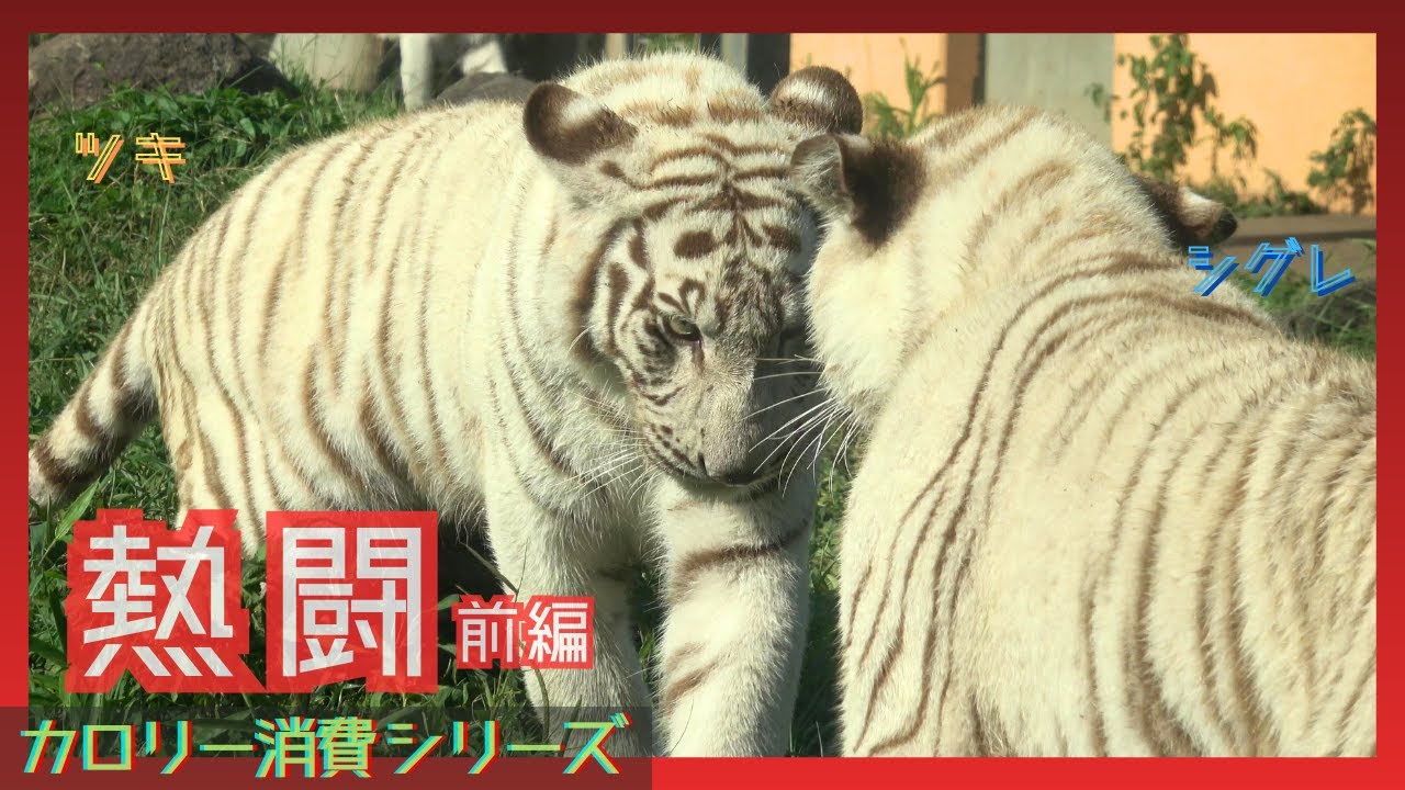 【カロリー消費シリーズ　熱闘　前編】伊豆アニマルキングダム　ホワイトタイガー「ツキ」「シグレ」「シロップ」