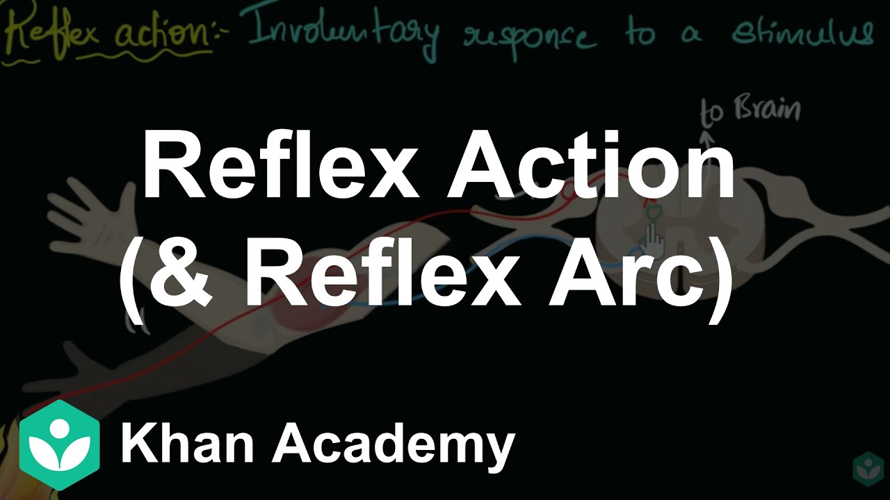 Reflex action (& reflex arc) | Neural Control & Coordination | Class 11 | Biology | Khan Academy
