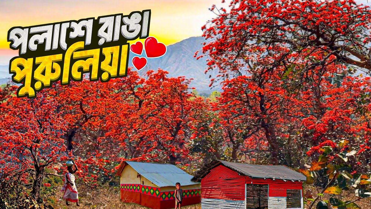 পুরুলিয়ার পলাশে বসন্তের আগুন! 🌺 রাঙা পথে এক স্বপ্নিল ভ্রমণ | Palash Festival Purulia 🥰