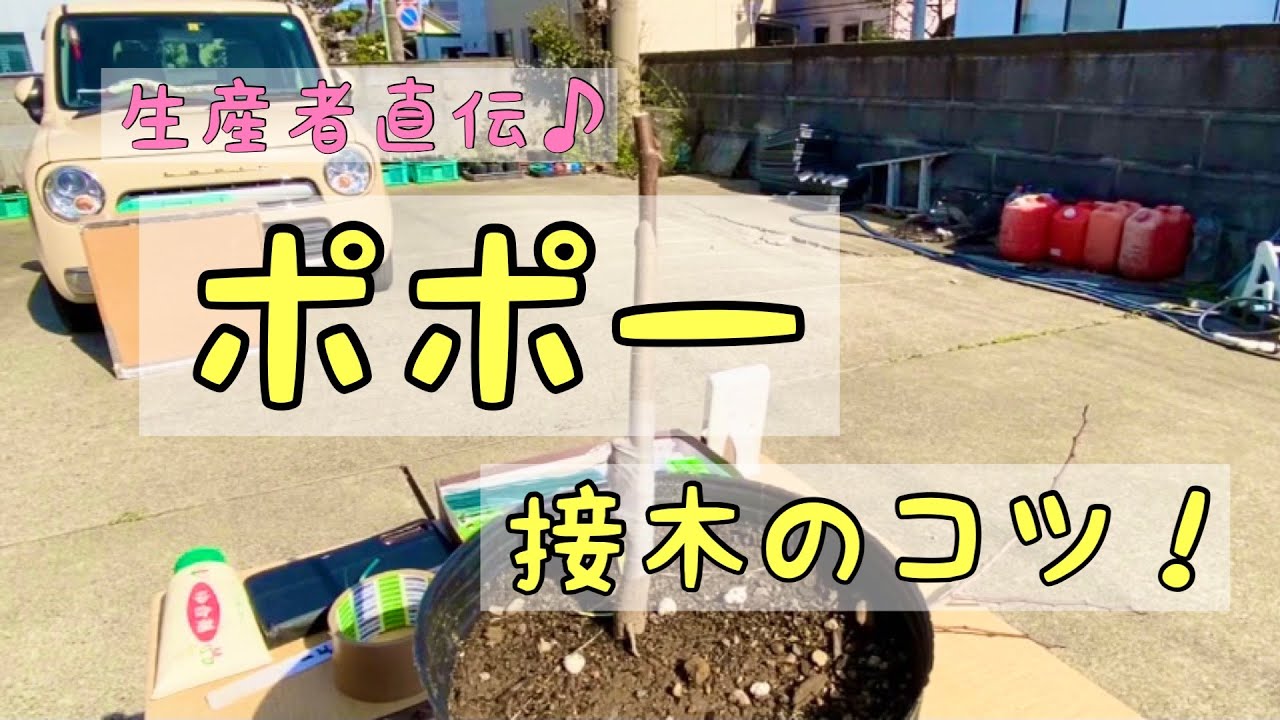 【生産者が解説！】ポポーの接木の方法を説明！実際のやり方は？