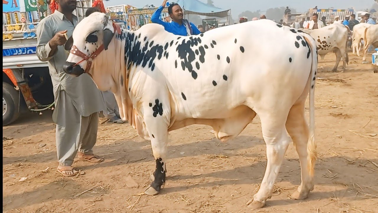 Sheikhwan Cow Mandi Update|#Mandivisit|01/12/2024|