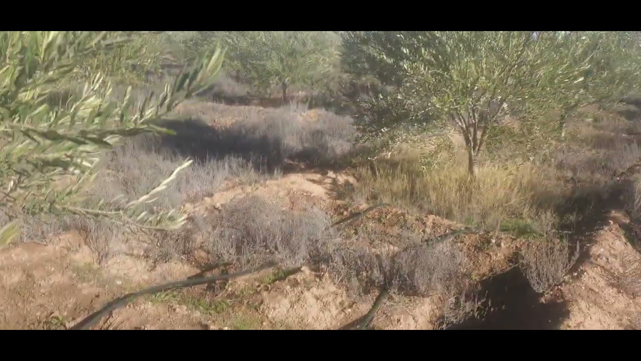 زيارة ضيعة لشجرة الزيتون بامزميز