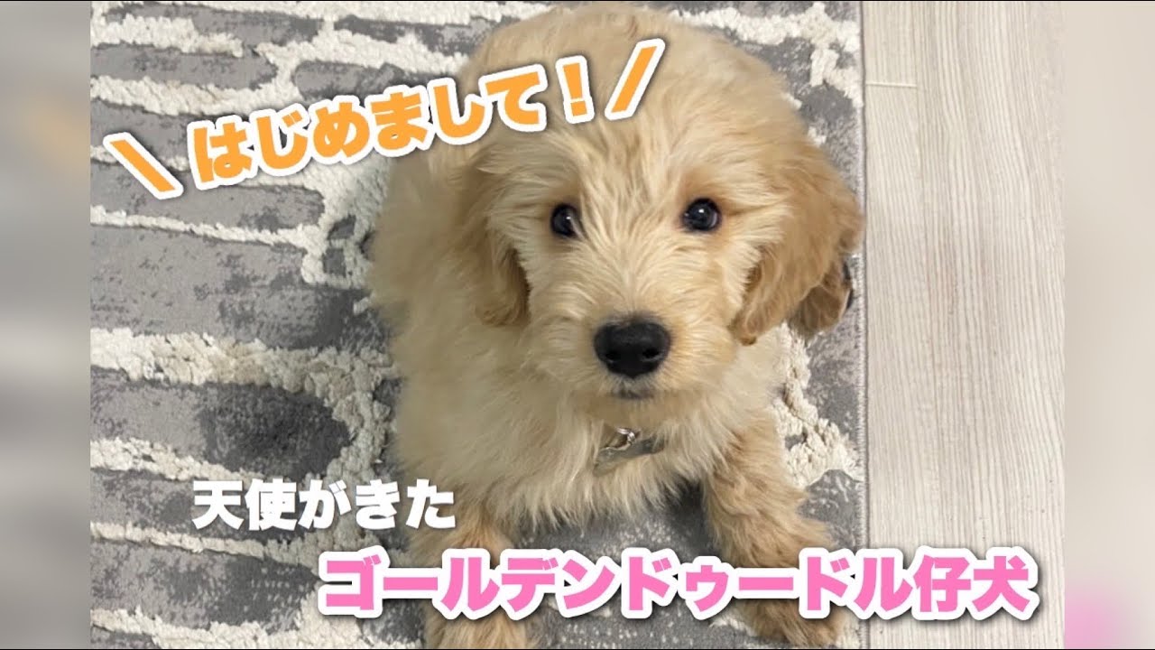 大型犬 ゴールデンドゥードルの子犬お迎えしました！