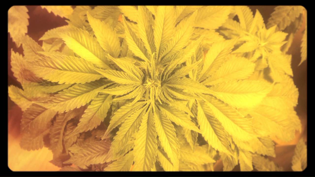 Sugar Candy (Delicious Seeds)
