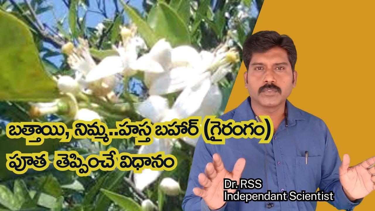 బత్తాయి, నిమ్మ  హస్త బహార్ (గైరంగం) పూత తెప్పించే విధానం -  By Dr. RSS