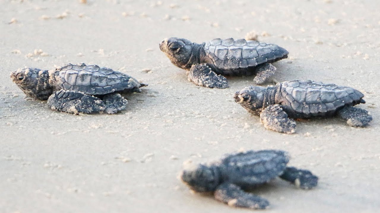 Dallas Zoo Saves Sea Turtles in South Texas