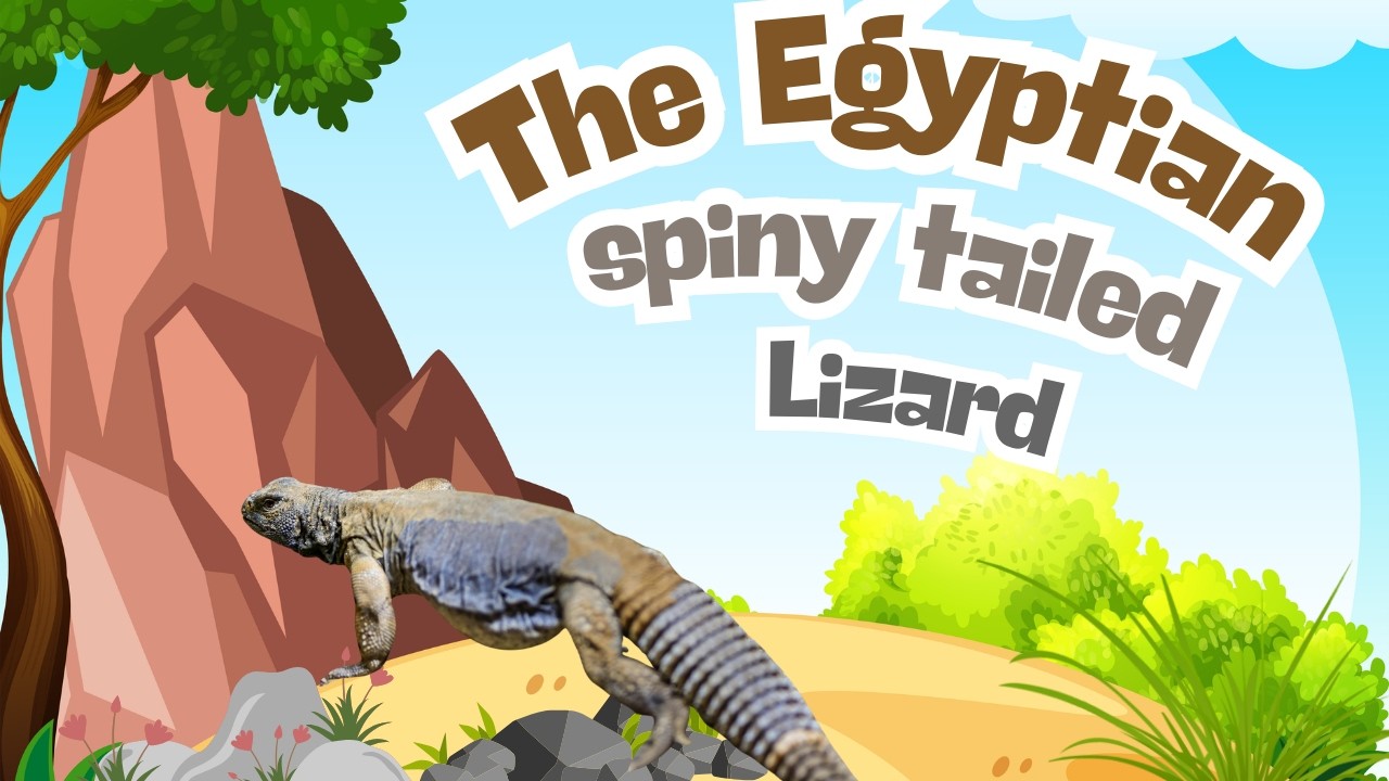 The Spiny Tailed Lizard Egypts Living Prehistoric