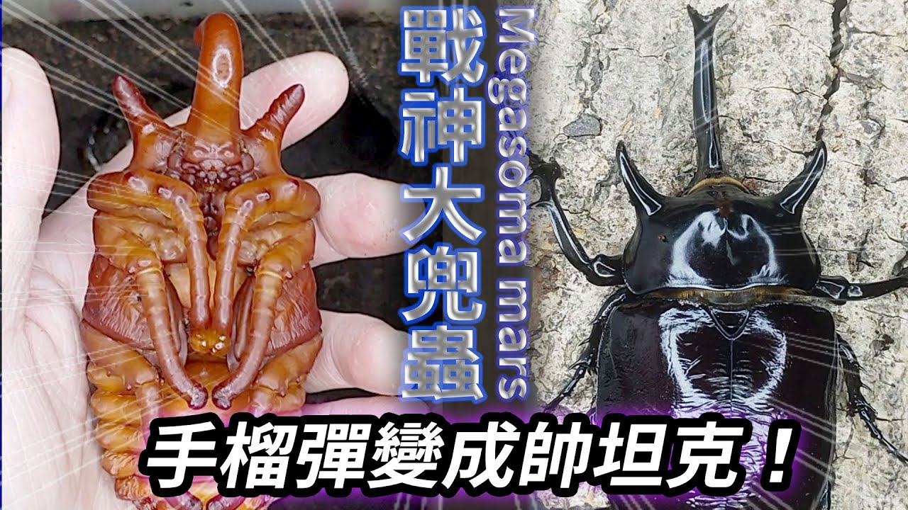 【山林蟲坊】戰神大兜羽化囉！縮時攝影拍起來！ | Megasoma mars: Check Out and Take Time-Lapse Photography of Emergence!