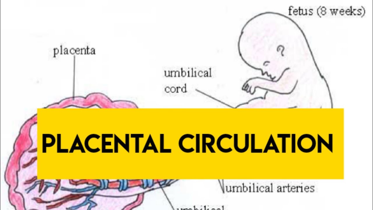 Placental Circulation | Obstetrics | Uteroplacental Circulation | Maternal Circulation | Hindi