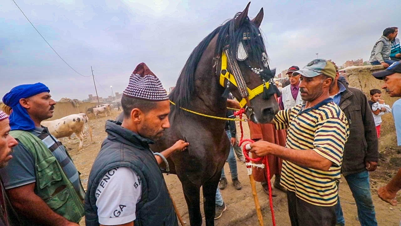 مصطفى القنيطري كيغبر و كيجيب زين و العربي طويبة شرا عود من كساب بلى شروط عبر هنا تخلص هنا