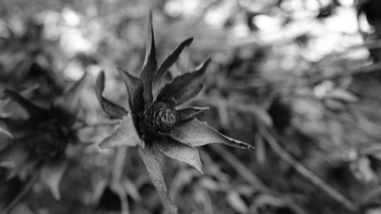Fujifilm X-T2 : 4K Video Test 2 (Acros Simulation)