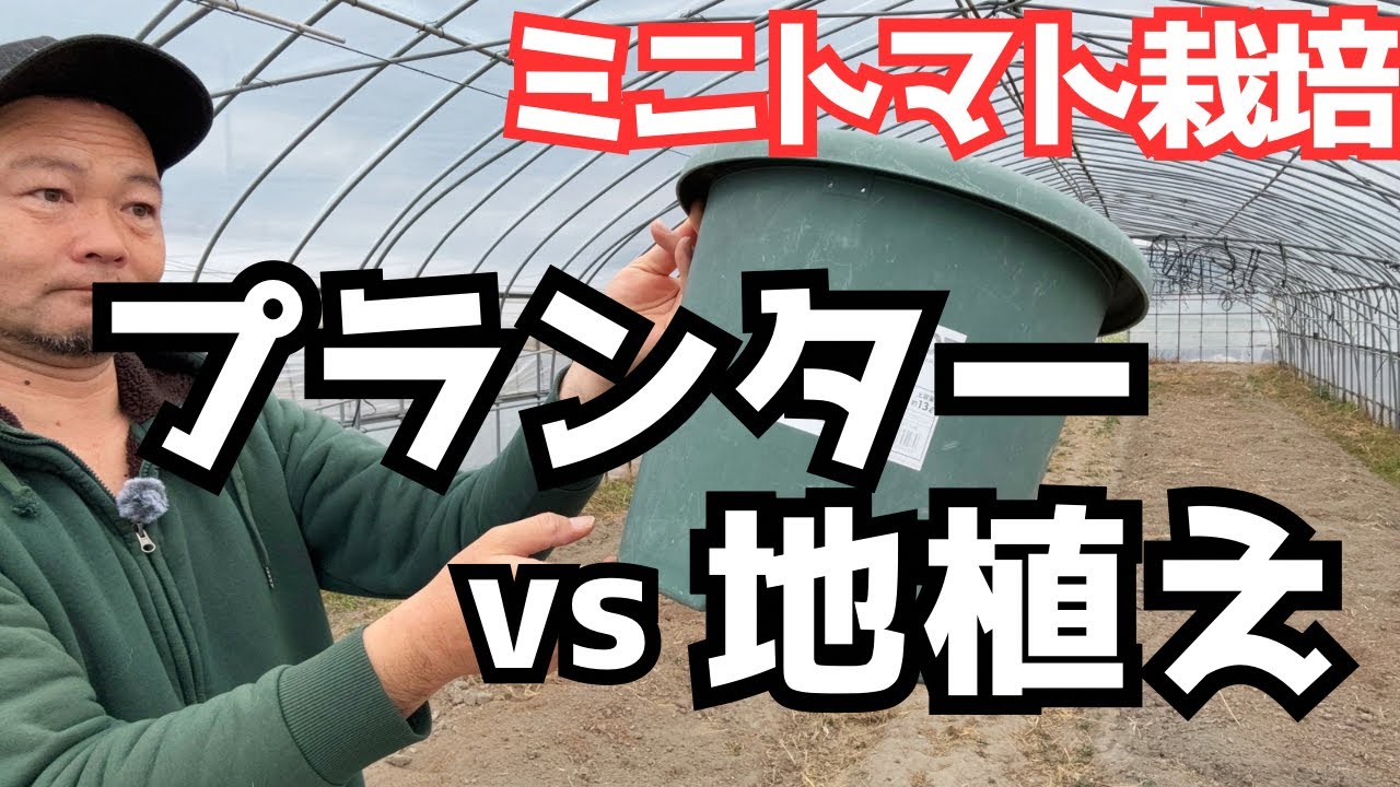 【徹底解説】ミニトマト栽培「プランターvs地植え」収量？味？