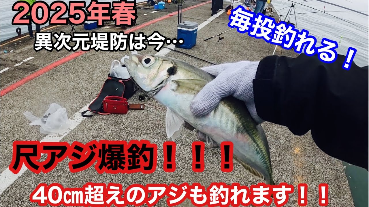 尺アジ爆釣！！40㎝超えのアジも！！毎投釣れる異次元堤防へ…【2025年春】