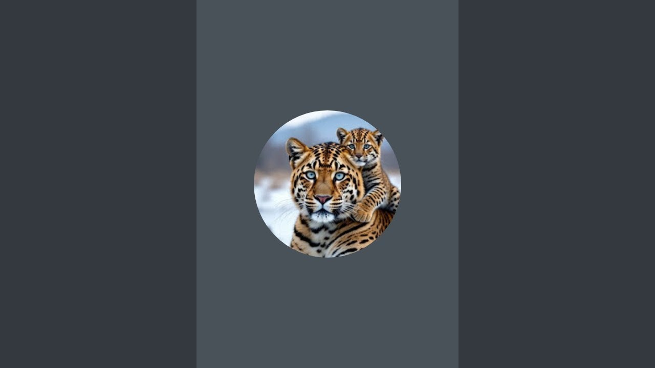 Amar animals tv is live!  002