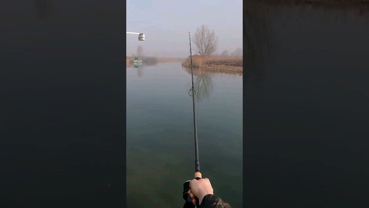 A pesca sul Mincio  #carpfishing