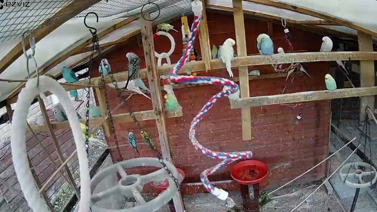 Live Budgies in their Aviary