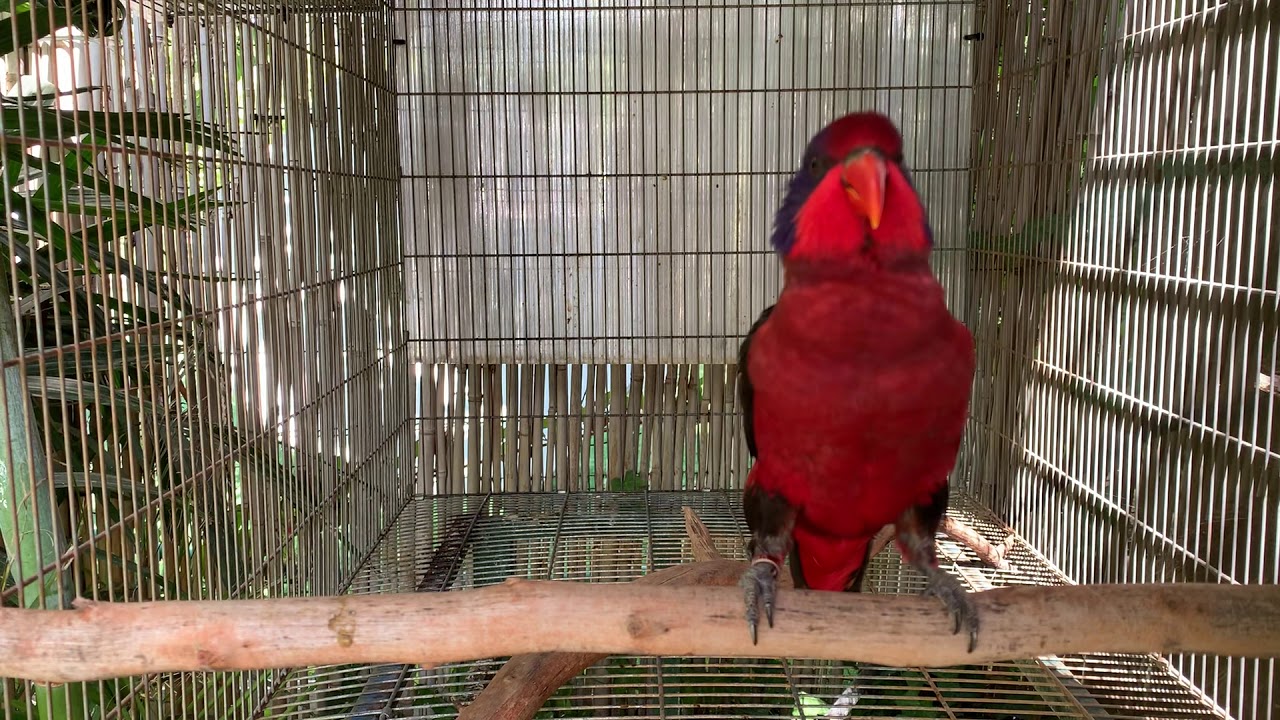 Black wing lory parrot pair with chicks