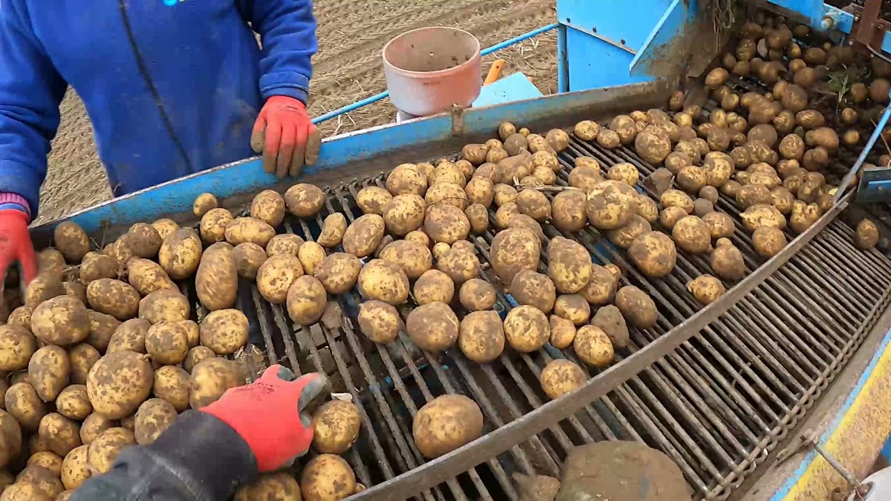 LISTOPADOWE WYKOPKI BEZORKOWYCH ZIEMNIAKÓW SOLANA!
