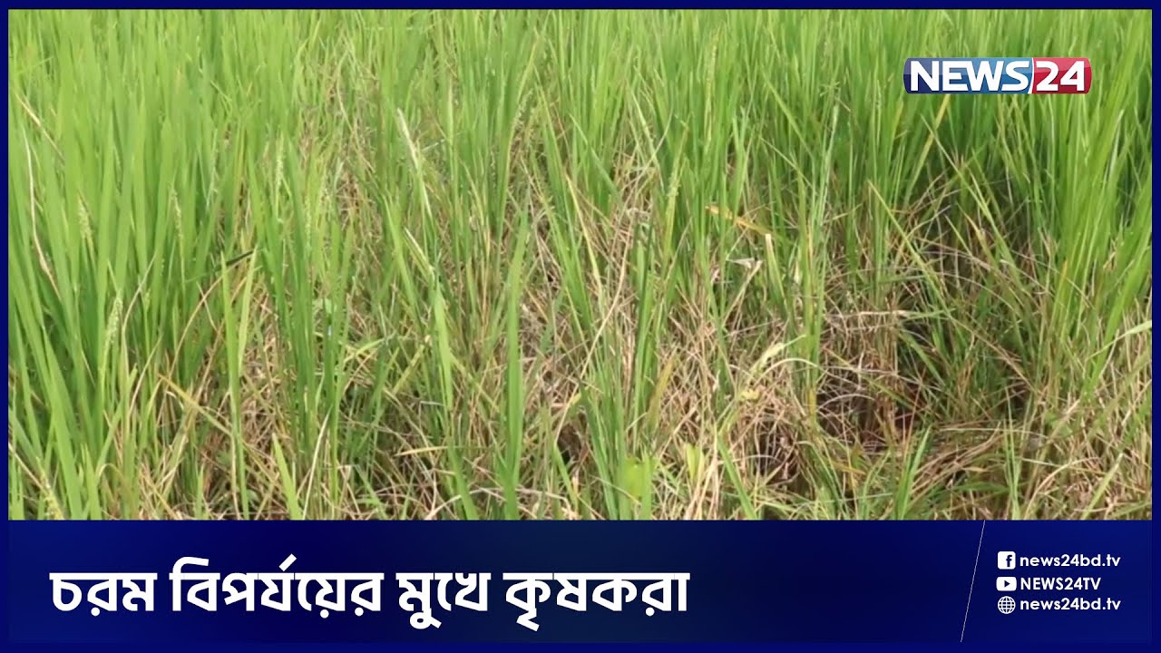 নওগাঁয় আমন মৌসুমে বেড়েছে ইঁদুরের উৎপাত | Naogaon News | Aman Paddy | News24