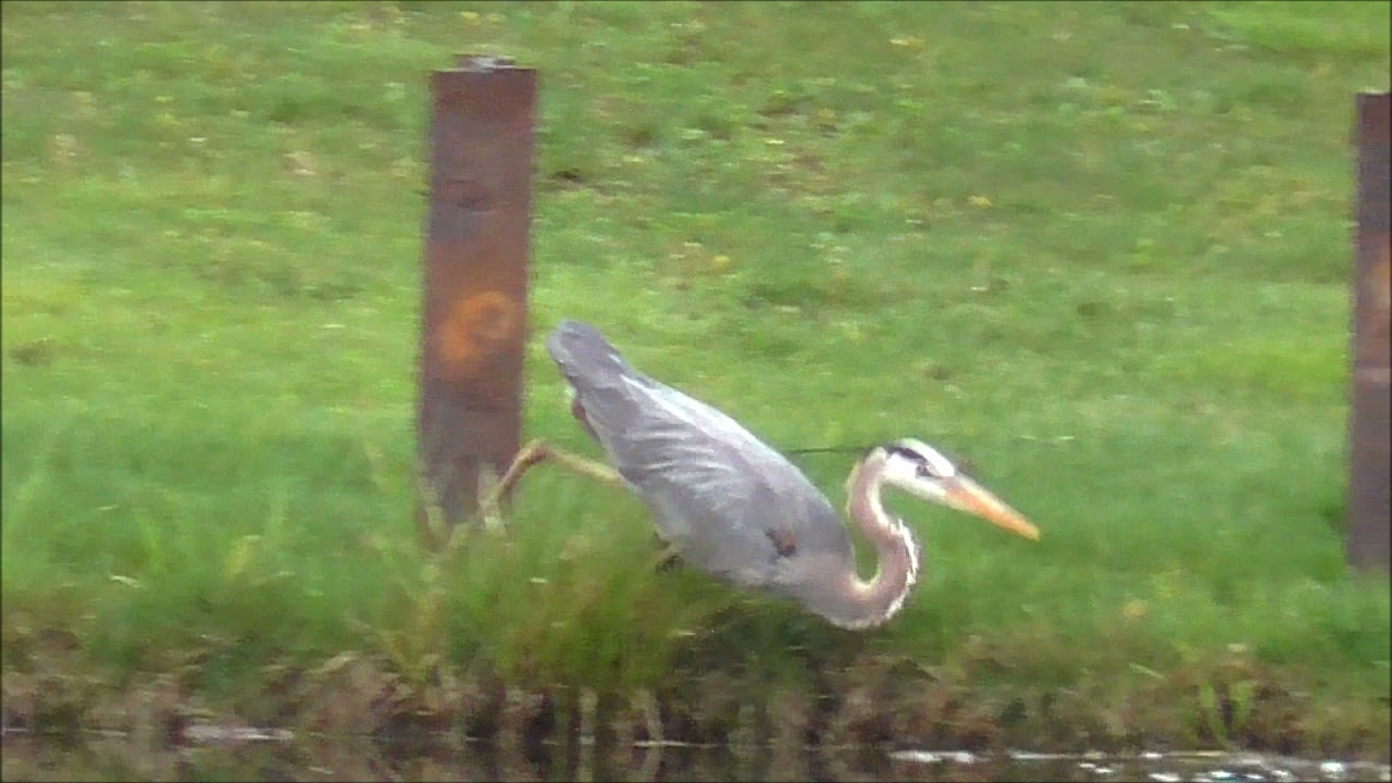 Heron Stalking Bass