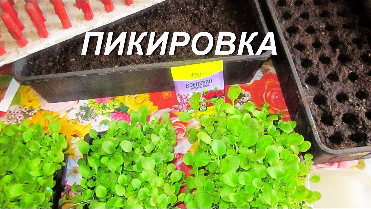 ДНЕВНИК ТАБАКОВОДА - № 75 ПИКИРОВКА РАССАДЫ ТАБАК