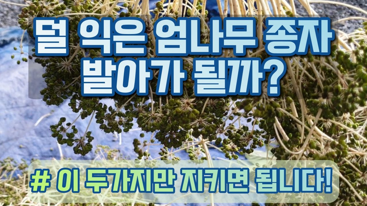 덜 익은 엄나무 종자 과연 발아가 될까?