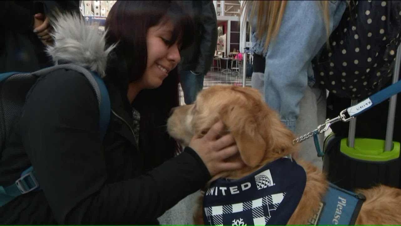 O`Hare comfort dogs bring smiles to travelers