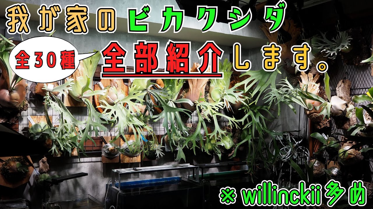 【全30種】現在の我が家のビカクシダを全て紹介します。