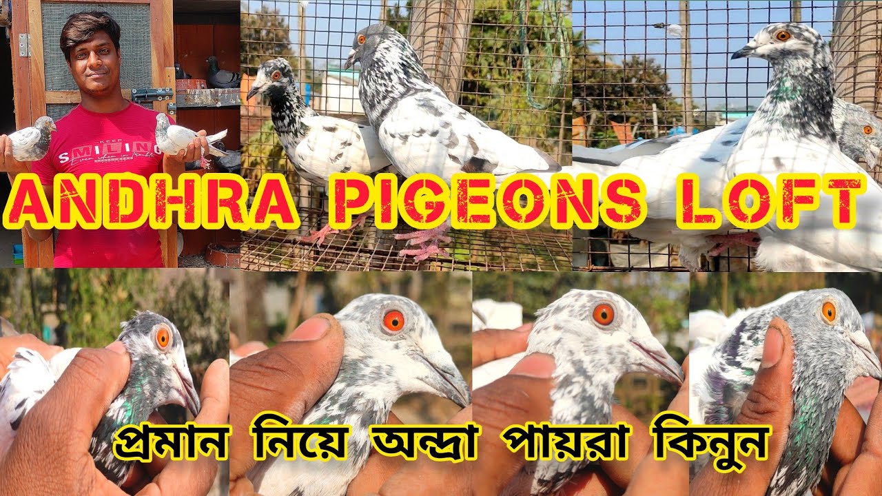 ANDHRA PIGEON LOFT | আরশাদ ও অন্দ্রা পায়রা |বাইরে থেকে Transport করে আনা | @pigeonsloverrj9600