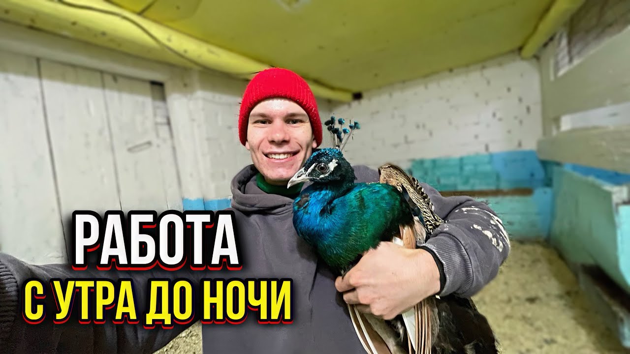 Будни деревенские молодого парня👨‍🌾 Расширяемся : новый ПАВЛИН и КУРЫ. Круглогодично в работе 24/7 🏡