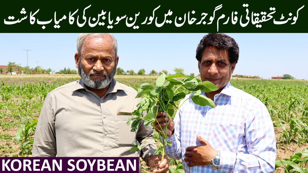 Korean Soybeans Successfully Cultivated in Punjab | May 2024