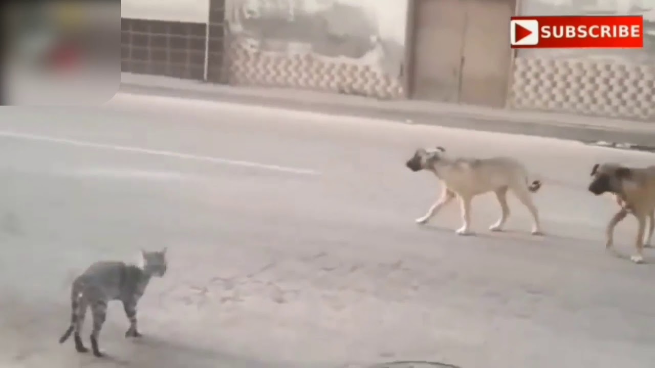 Angry cat vs dog danger fight, that's killed fight
