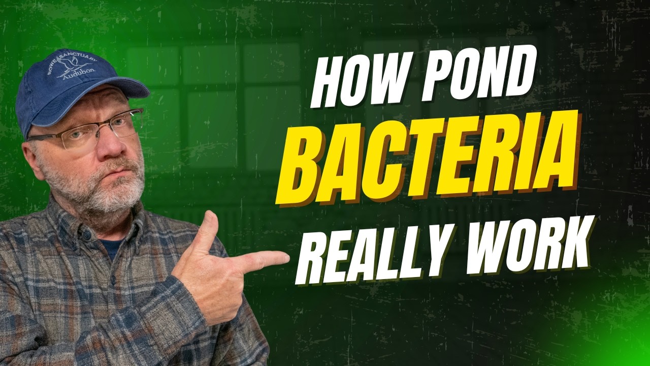 How Beneficial Bacteria Really Work To Stop Pond Algae Blooms