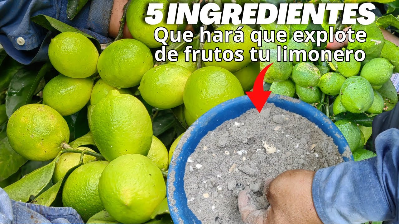 CÍTRICOS con + FRUTOS 🍋y FLORACIÓN con este abono casero orgánico tu Limonero Explotara de Frutos