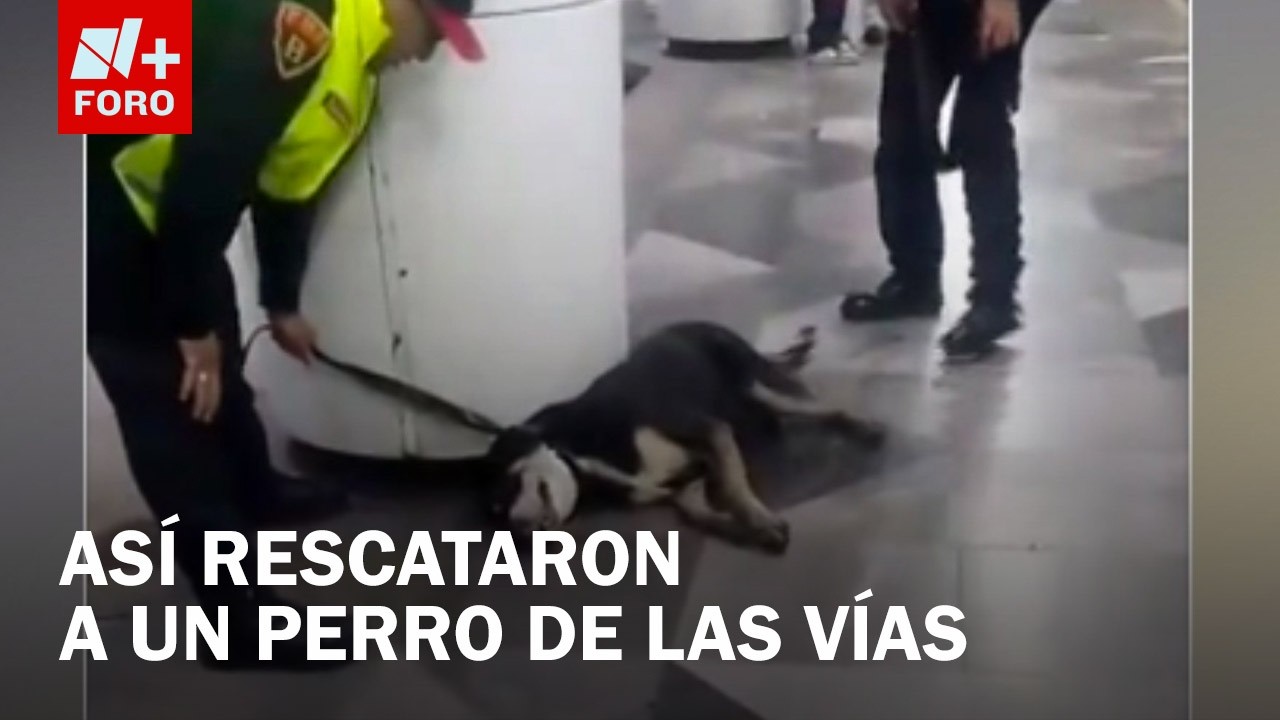 Rescatan a canino en estación Escuadrón 201 del Metro CDMX