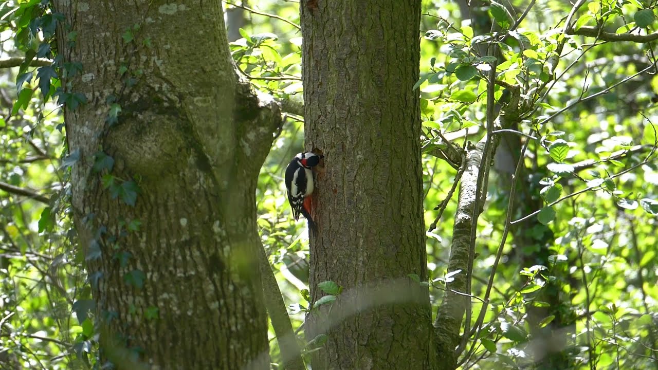 100 seconds of Pure Irish Nature - Feeding Great Spotted Woodpecker chicks.
