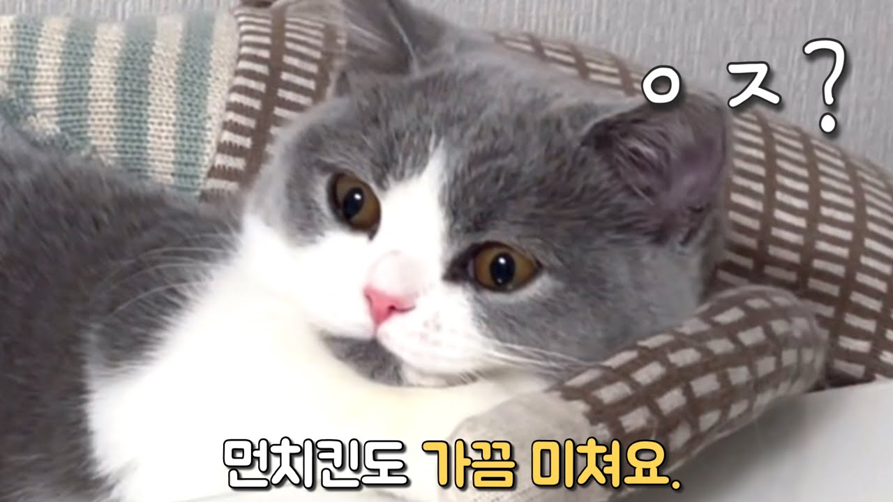 짦은 다리로 뭐든 다하는 진격의 아기고양이 | 오빠와 여동생, 서로 안고 있다 엄마가 들어오자마자..
