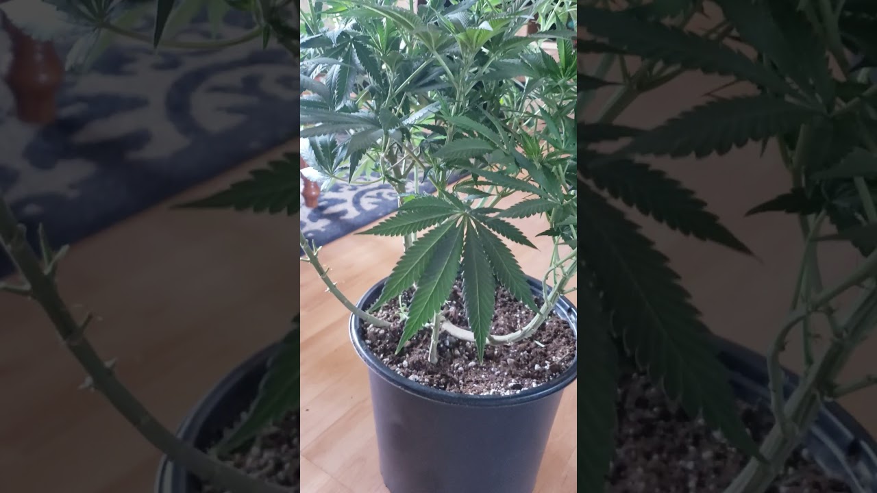 DTF LIMITED STRAIN (ONE BEAUTIFUL CANNABIS PLANT) #shorts
