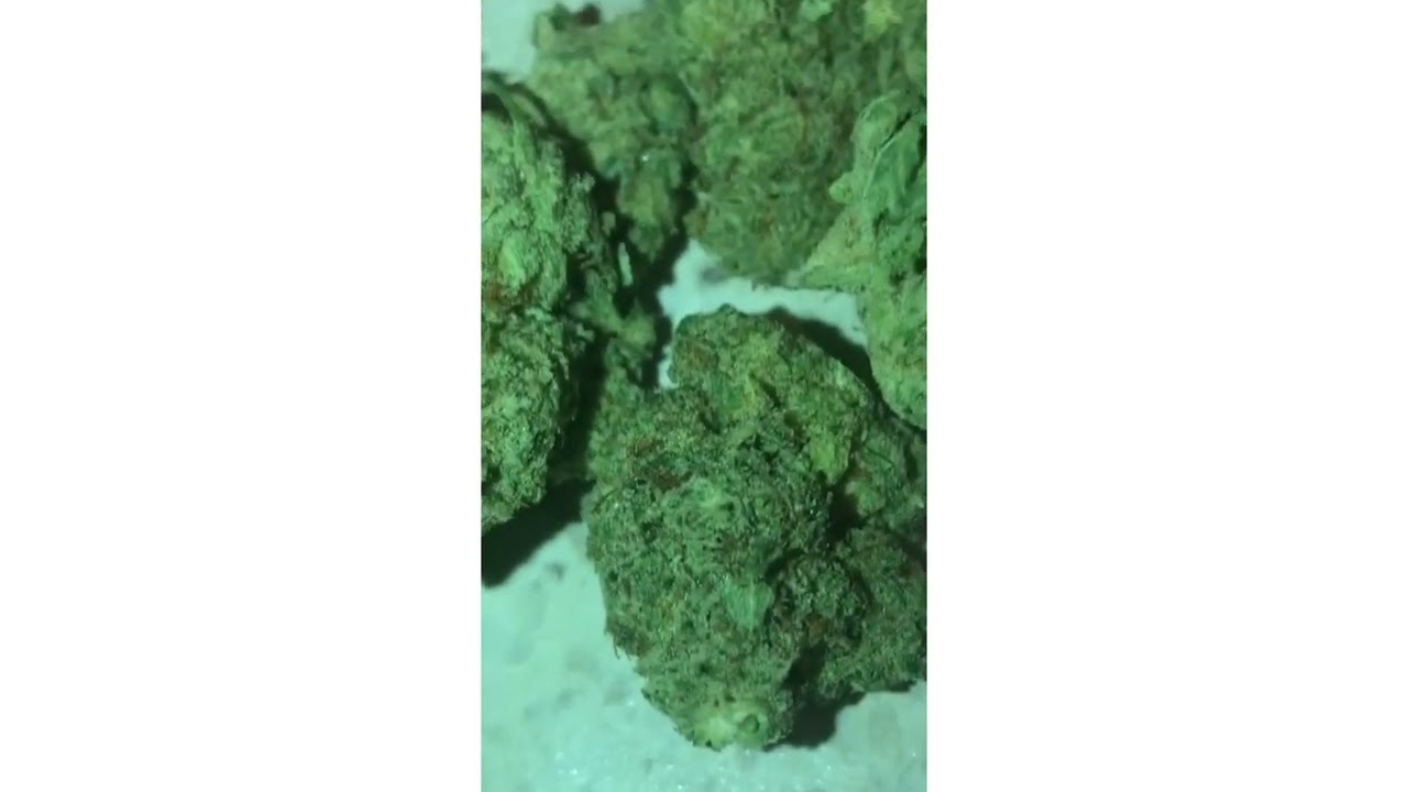 GG5 strain Review