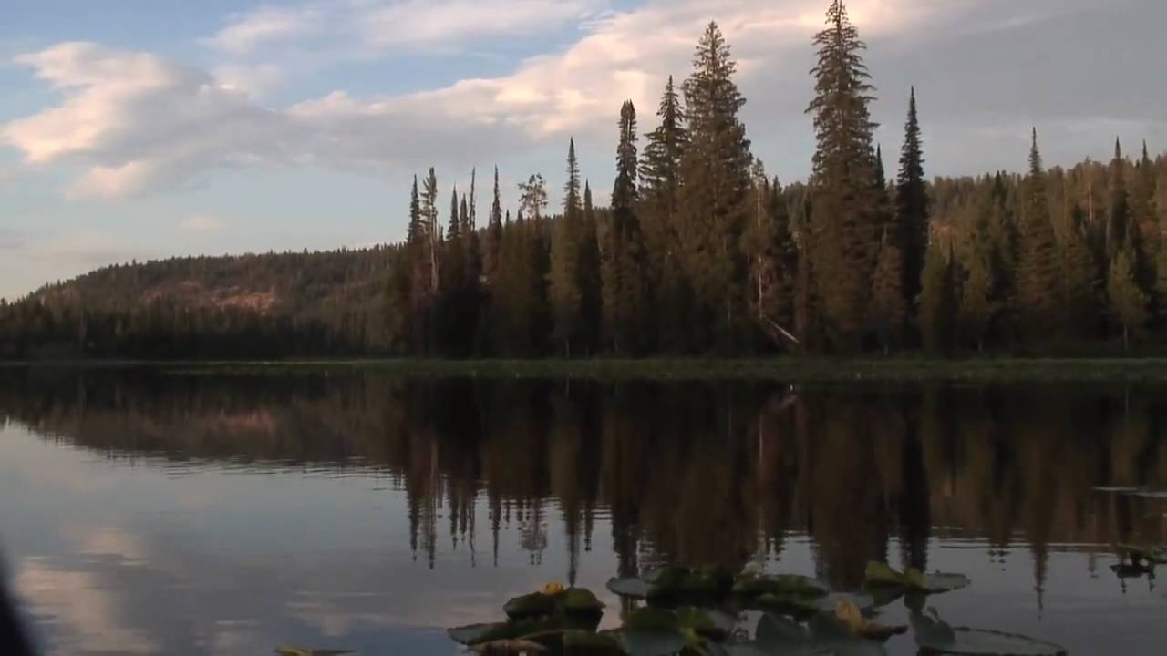 Loon Lake / Loon Calls and Malamute Howls HD