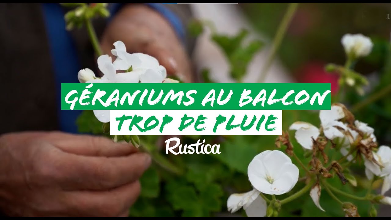 Des géraniums au balcon : 2 comment faire refleurir des géraniums après une période trop pluvieuse